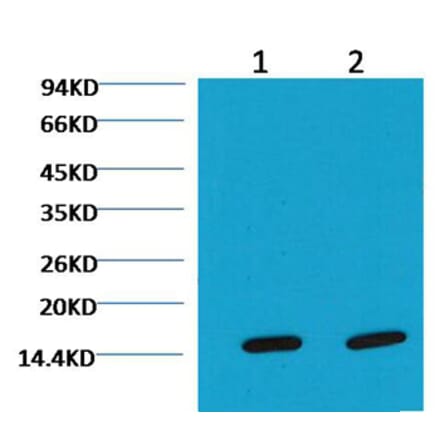 Western blot - COX IV Mouse Monoclonal Antibody (100A-6C8) from Signalway Antibody (37972) - Antibodies.com