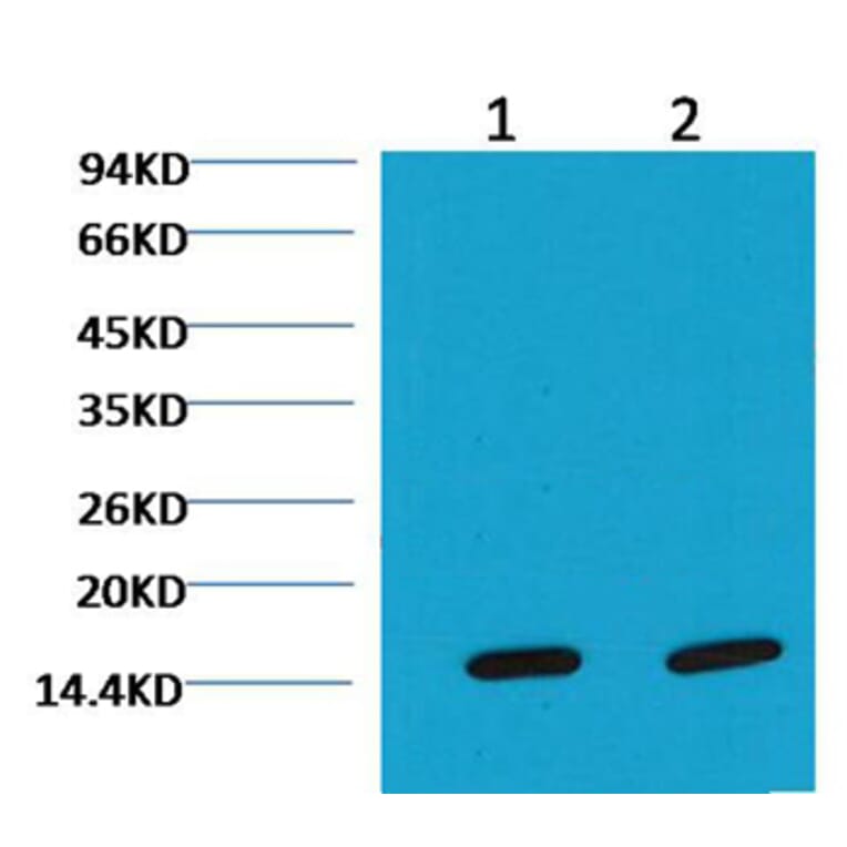 Western blot - COX IV Mouse Monoclonal Antibody (100A-6C8) from Signalway Antibody (37972) - Antibodies.com