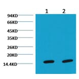 Western blot - COX IV Mouse Monoclonal Antibody (100A-6C8) from Signalway Antibody (37972) - Antibodies.com