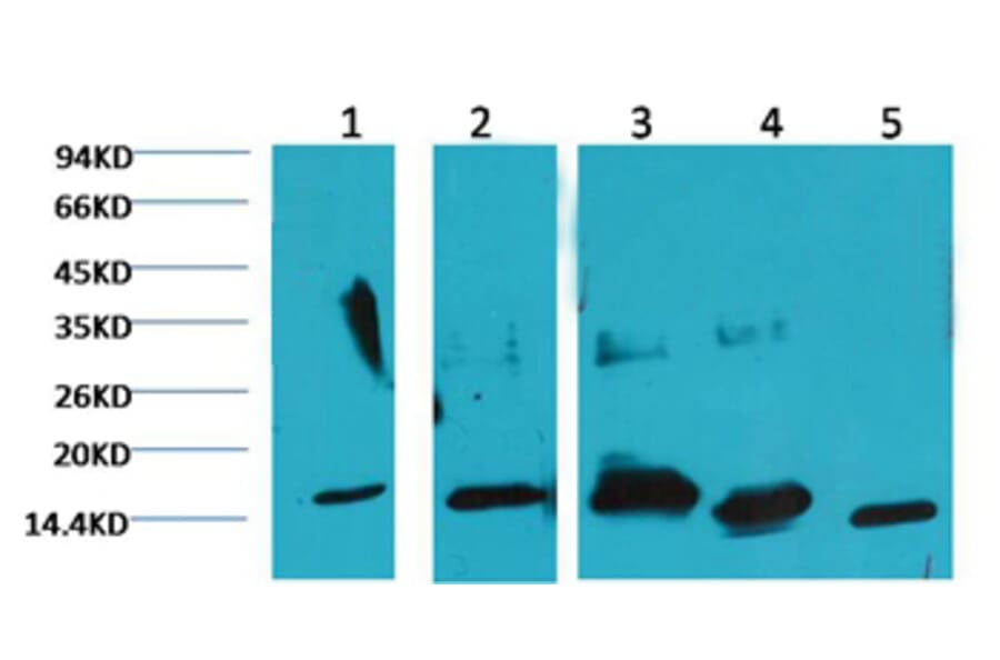Western blot - COX IV Mouse Monoclonal Antibody (100A-6C8) from Signalway Antibody (37972) - Antibodies.com