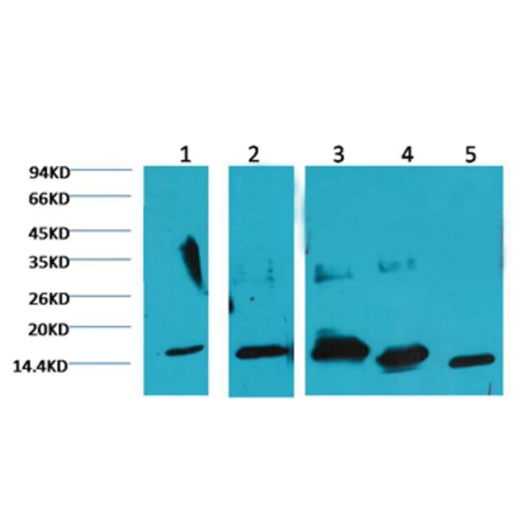 Western blot - COX IV Mouse Monoclonal Antibody (100A-6C8) from Signalway Antibody (37972) - Antibodies.com