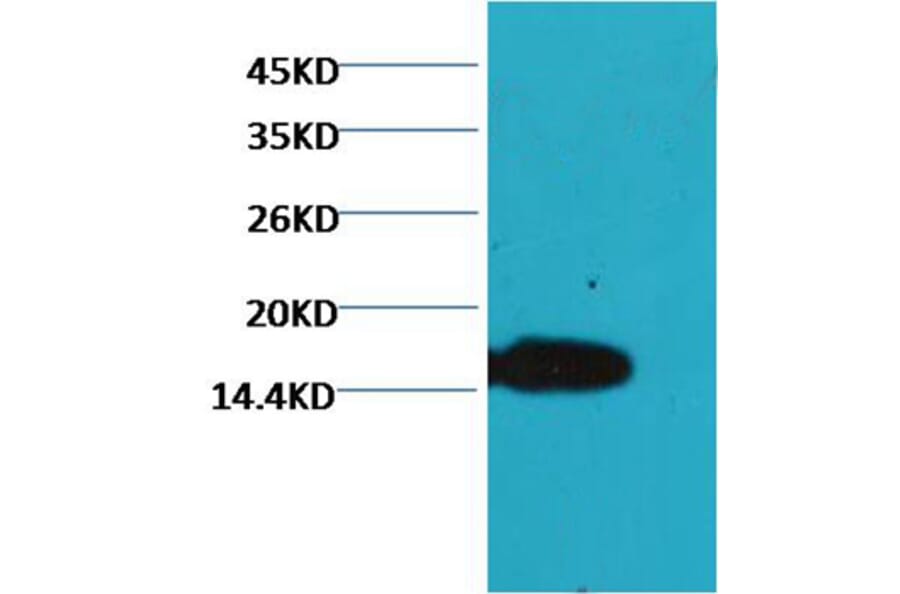 Western blot - COX IV Mouse Monoclonal Antibody (100A-6C8) from Signalway Antibody (37972) - Antibodies.com
