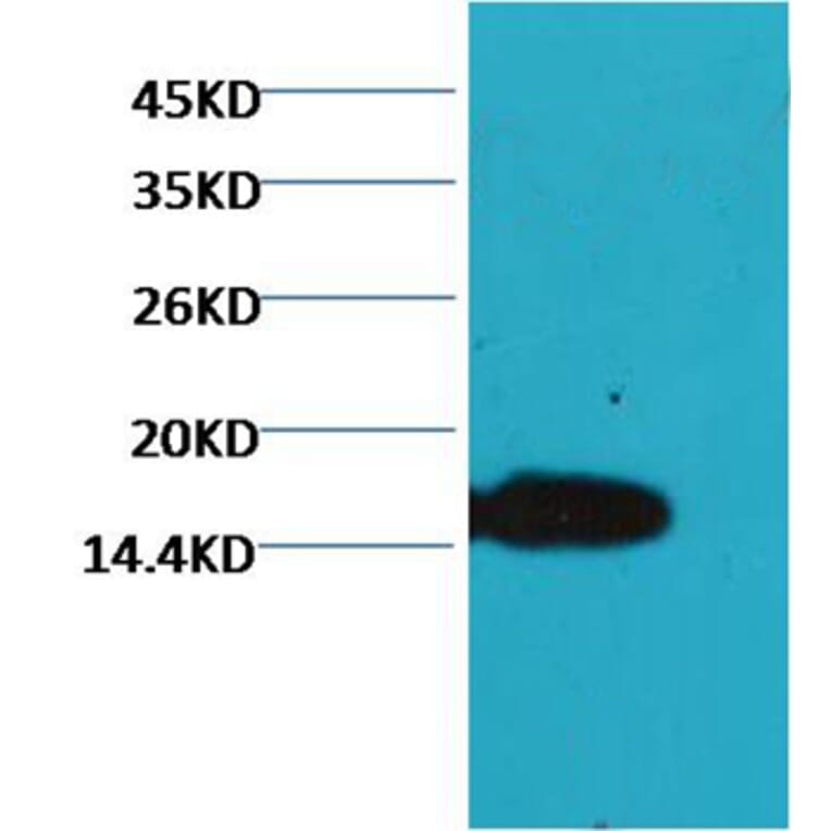 Western blot - COX IV Mouse Monoclonal Antibody (100A-6C8) from Signalway Antibody (37972) - Antibodies.com