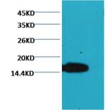 Western blot - COX IV Mouse Monoclonal Antibody (100A-6C8) from Signalway Antibody (37972) - Antibodies.com
