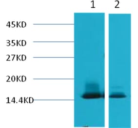 Western blot - alpha Lactalbumin Mouse Monoclonal Antibody from Signalway Antibody (38041) - Antibodies.com