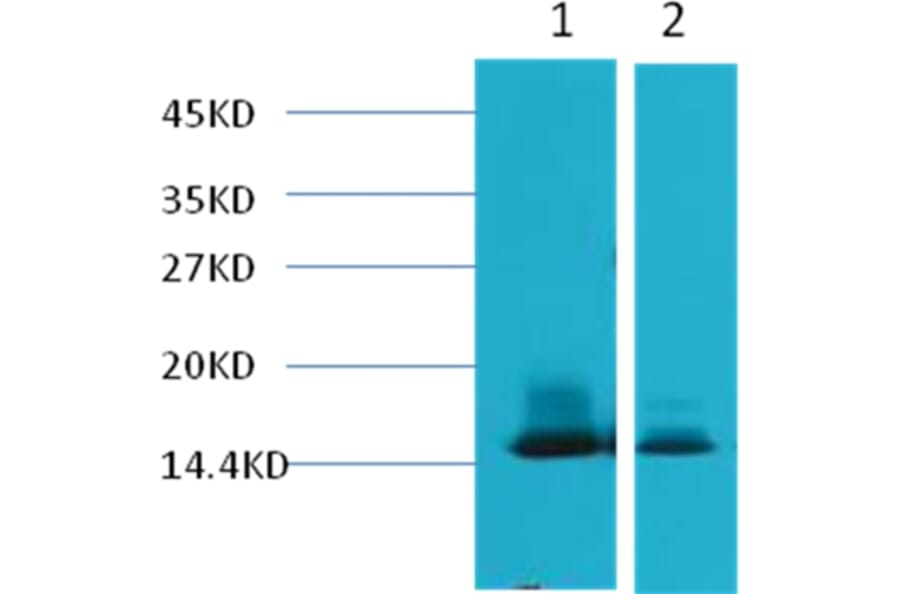 Western blot - alpha Lactalbumin Mouse Monoclonal Antibody from Signalway Antibody (38041) - Antibodies.com