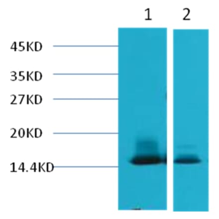 Western blot - alpha Lactalbumin Mouse Monoclonal Antibody from Signalway Antibody (38041) - Antibodies.com