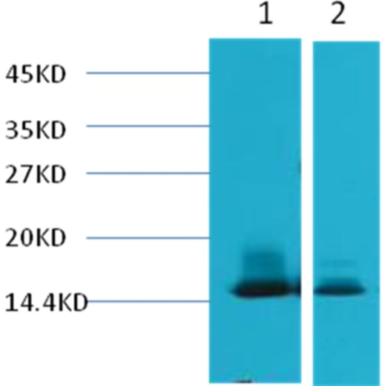 Western blot - alpha Lactalbumin Mouse Monoclonal Antibody from Signalway Antibody (38041) - Antibodies.com