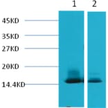 Western blot - alpha Lactalbumin Mouse Monoclonal Antibody from Signalway Antibody (38041) - Antibodies.com