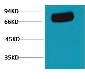 Western blot - Transferrin Mouse Monoclonal Antibody (7F4) from Signalway Antibody (38093) - Antibodies.com