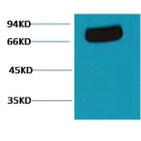 Western blot - Transferrin Mouse Monoclonal Antibody (7F4) from Signalway Antibody (38093) - Antibodies.com