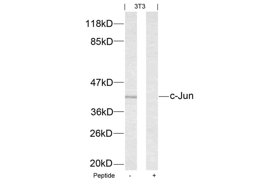 Western blot - c-Jun (Ab-63) Antibody from Signalway Antibody (21001) - Antibodies.com