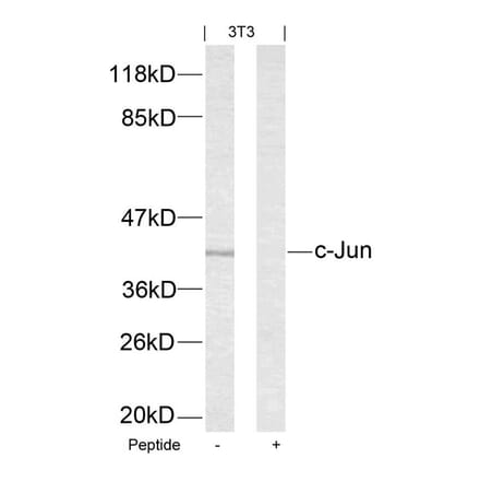 Western blot - c-Jun (Ab-63) Antibody from Signalway Antibody (21001) - Antibodies.com