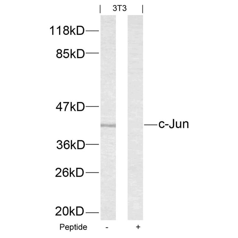 Western blot - c-Jun (Ab-63) Antibody from Signalway Antibody (21001) - Antibodies.com