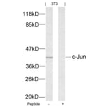 Western blot - c-Jun (Ab-63) Antibody from Signalway Antibody (21001) - Antibodies.com