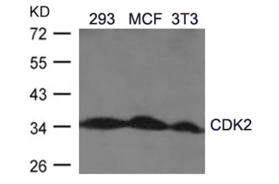 Western blot - CDK2 (Ab-160) Antibody from Signalway Antibody (21111) - Antibodies.com