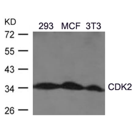 Western blot - CDK2 (Ab-160) Antibody from Signalway Antibody (21111) - Antibodies.com