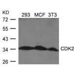 Western blot - CDK2 (Ab-160) Antibody from Signalway Antibody (21111) - Antibodies.com