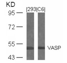 Western blot - VASP (Ab-239) Antibody from Signalway Antibody (21172) - Antibodies.com