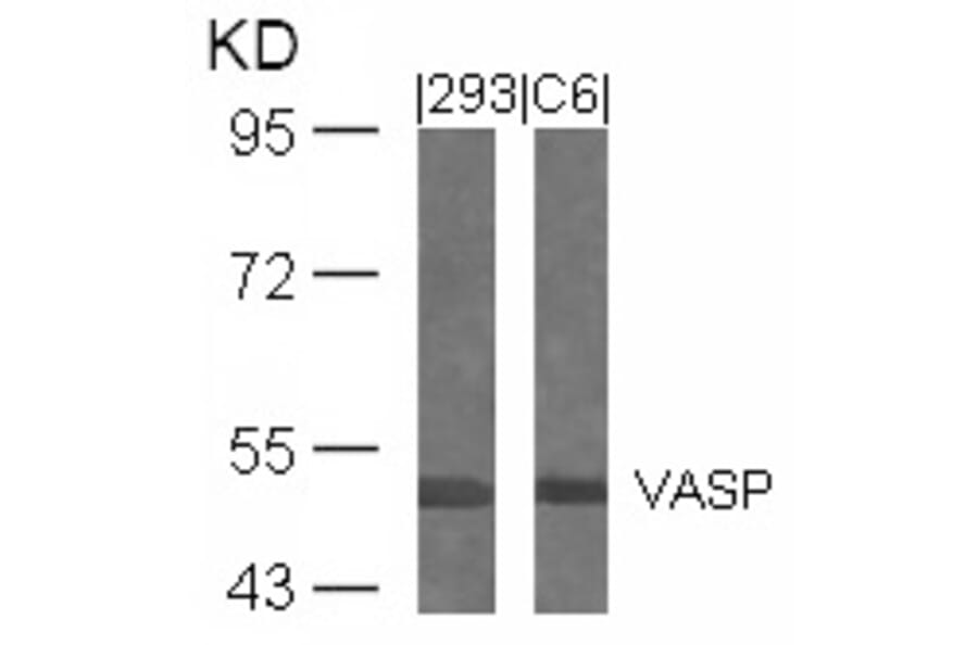 Western blot - VASP (Ab-239) Antibody from Signalway Antibody (21172) - Antibodies.com