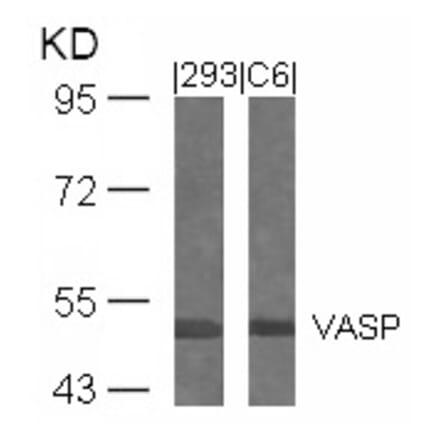Western blot - VASP (Ab-239) Antibody from Signalway Antibody (21172) - Antibodies.com