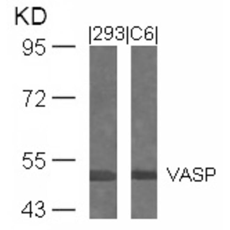 Western blot - VASP (Ab-239) Antibody from Signalway Antibody (21172) - Antibodies.com