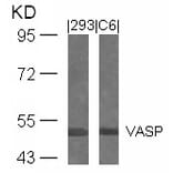Western blot - VASP (Ab-239) Antibody from Signalway Antibody (21172) - Antibodies.com