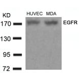 Western blot - EGFR (Ab-678) Antibody from Signalway Antibody (21193) - Antibodies.com