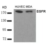 Western blot - EGFR (Ab-693) Antibody from Signalway Antibody (21194) - Antibodies.com