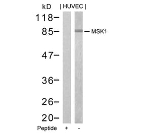 Western blot - MSK1 (Ab-376) Antibody from Signalway Antibody (21198) - Antibodies.com