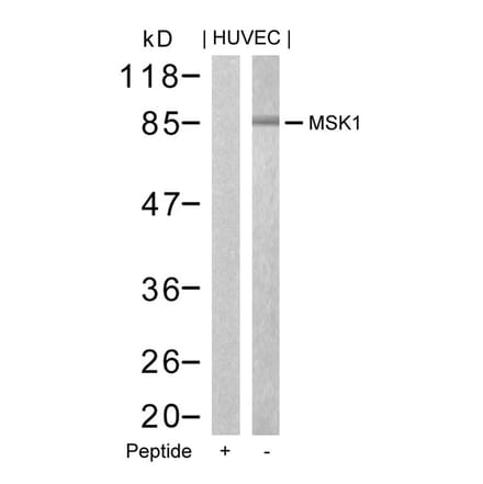 Western blot - MSK1 (Ab-376) Antibody from Signalway Antibody (21198) - Antibodies.com