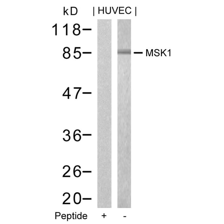 Western blot - MSK1 (Ab-376) Antibody from Signalway Antibody (21198) - Antibodies.com