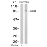 Western blot - MSK1 (Ab-376) Antibody from Signalway Antibody (21198) - Antibodies.com
