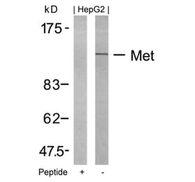 Western blot - Met (Ab-1234) Antibody from Signalway Antibody (21220) - Antibodies.com