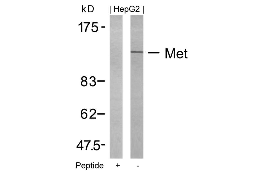 Western blot - Met (Ab-1234) Antibody from Signalway Antibody (21220) - Antibodies.com