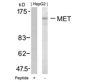 Western blot - Met (Ab-1349) Antibody from Signalway Antibody (21230) - Antibodies.com
