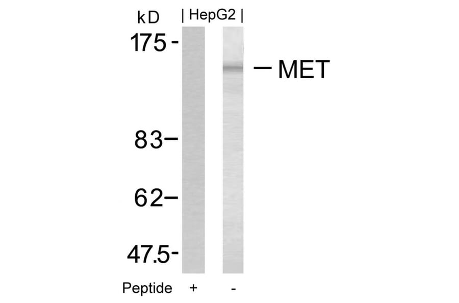 Western blot - Met (Ab-1349) Antibody from Signalway Antibody (21230) - Antibodies.com