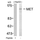 Western blot - Met (Ab-1349) Antibody from Signalway Antibody (21230) - Antibodies.com