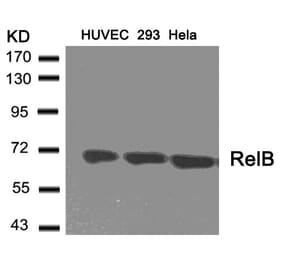 Western blot - RelB (Ab-573) Antibody from Signalway Antibody (21247) - Antibodies.com
