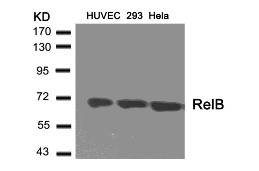 Western blot - RelB (Ab-573) Antibody from Signalway Antibody (21247) - Antibodies.com