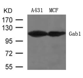Western blot - Gab1 (Ab-627) Antibody from Signalway Antibody (21283) - Antibodies.com