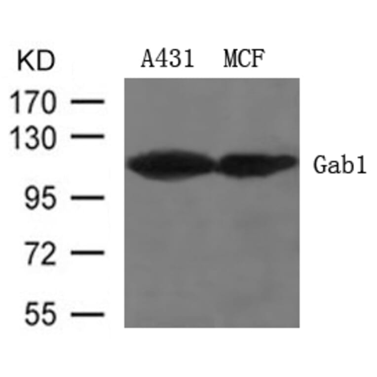 Western blot - Gab1 (Ab-627) Antibody from Signalway Antibody (21283) - Antibodies.com