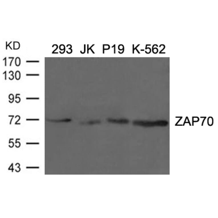 Western blot - ZAP70 (Ab-292) Antibody from Signalway Antibody (21547) - Antibodies.com