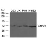 Western blot - ZAP70 (Ab-292) Antibody from Signalway Antibody (21547) - Antibodies.com