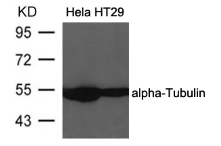 Western blot - a-Tubulin Antibody from Signalway Antibody (21581) - Antibodies.com