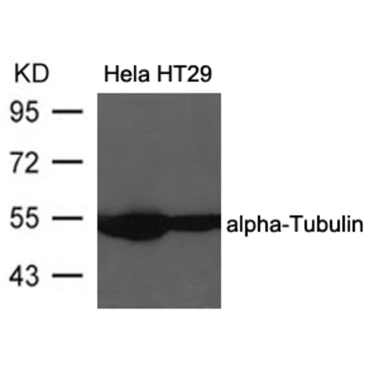 Western blot - a-Tubulin Antibody from Signalway Antibody (21581) - Antibodies.com
