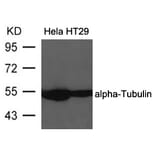Western blot - a-Tubulin Antibody from Signalway Antibody (21581) - Antibodies.com
