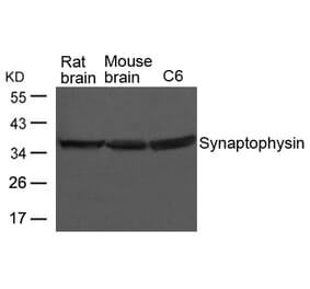 Western blot - Synaptophysin Antibody from Signalway Antibody (21651) - Antibodies.com