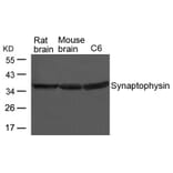 Western blot - Synaptophysin Antibody from Signalway Antibody (21651) - Antibodies.com