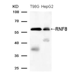 Western blot - RNF8 (Ab-137) Antibody from Signalway Antibody (21699) - Antibodies.com